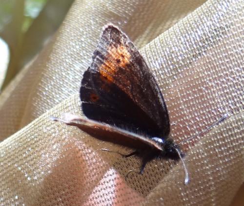 Erebia epiphron